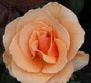 Realistic Orange Rose